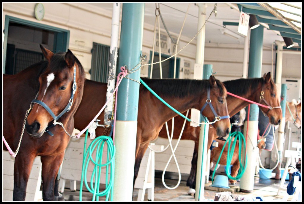🐎 말 박물관 (우마노하쿠부츠칸) 이미지 7